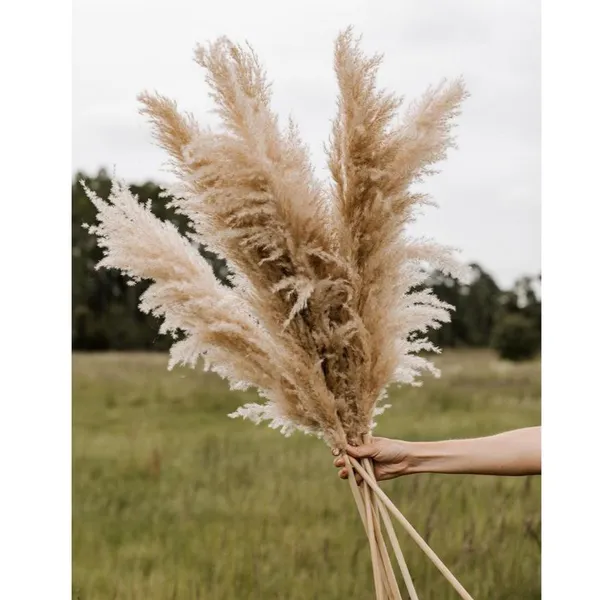 Capim dos Pampas – 10 Hastes de 1,20m (Tamanho Grande)